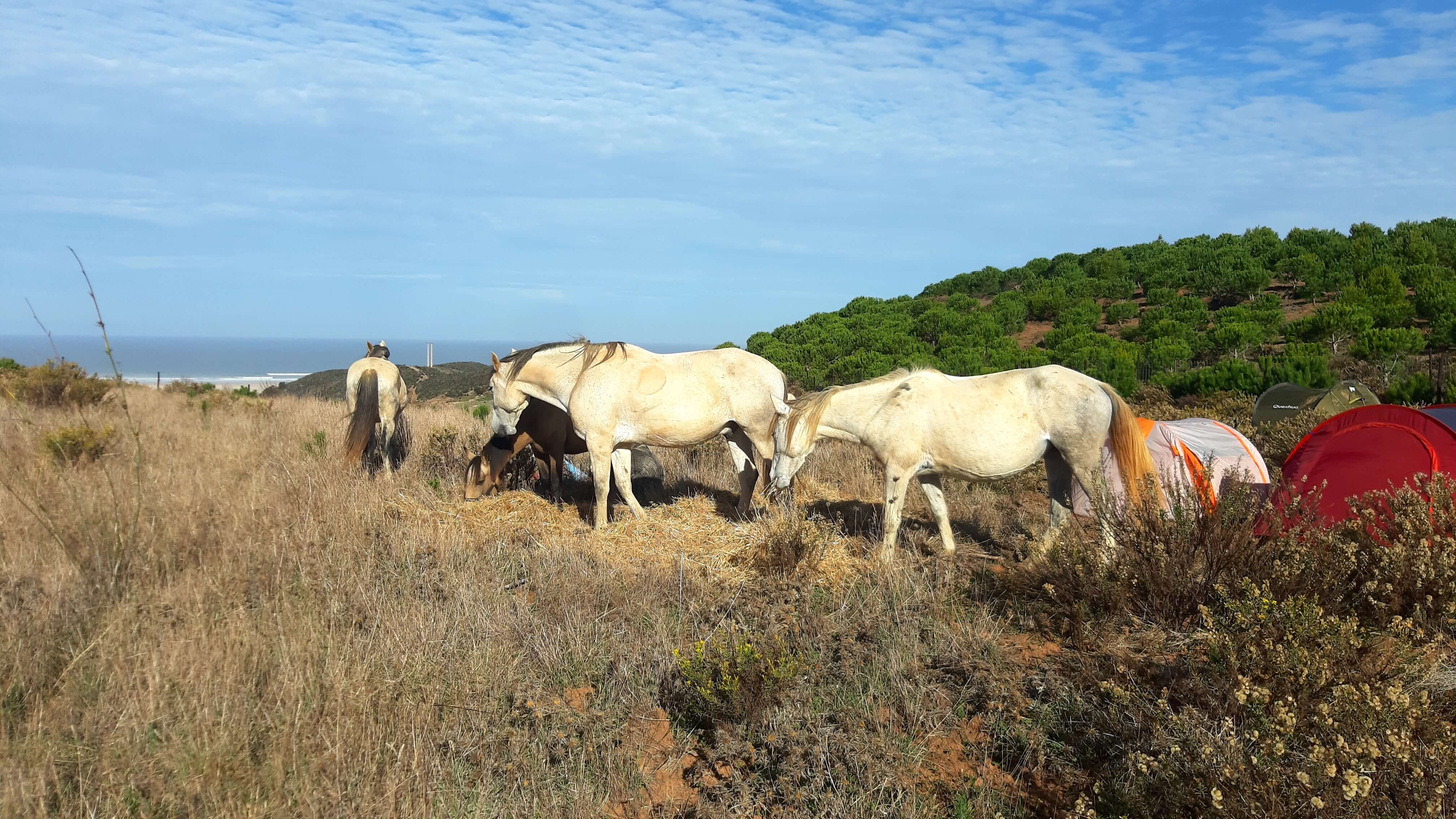 Our 5 day horsewalk - the journey